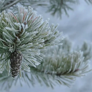 december